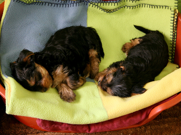 服务器攻击软件