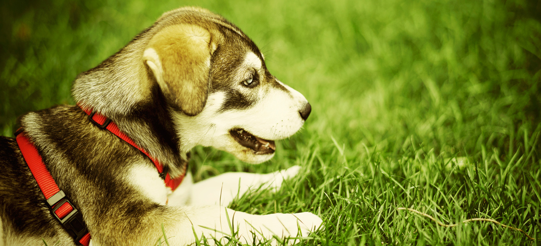 ddos在线攻击工具