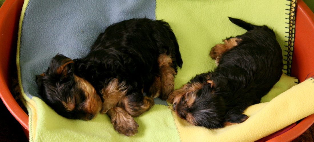 去哪买不会被骗的小黑ddos压力测试平台